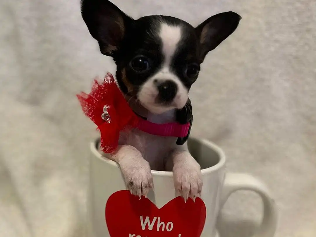 Dog, Carnivore, Dog breed, Dog Supply, Drinkware, Chihuahua, Companion dog, Fawn, Toy Dog, Working Animal, Serveware, Snout, Whiskers, Font, Cup, Carmine, Paw, Tableware, Canidae