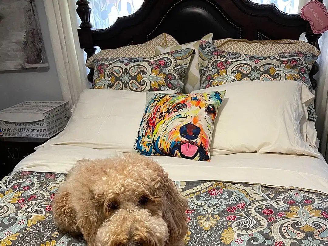 Dog, Textile, Water Dog, Carnivore, Dog breed, Fawn, Comfort, Companion dog, Linens, Art, Poodle, Toy Dog, Pattern, Couch, Furry friends, Room, Throw Pillow, Bedding, Visual Arts
