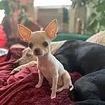 Dog, Carnivore, Ear, Fawn, Dog breed, Chihuahua, Companion dog, Snout, Toy Dog, Whiskers, Terrestrial Animal, Russkiy Toy, Comfort, Canidae, Furry friends, Working Animal, Corgi-chihuahua