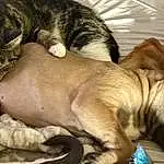 Comfort, Felidae, Cat, Carnivore, Whiskers, Fawn, Snout, Small To Medium-sized Cats, Terrestrial Animal, Paw, Furry friends, Tail, Domestic Short-haired Cat, Claw, Liver, Nap, Wrinkle, Companion dog, Sleep
