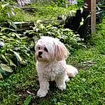 Plant, Dog, Dog breed, Carnivore, Companion dog, Grass, Toy Dog, Working Animal, Groundcover, Snout, Terrestrial Plant, Terrier, Small Terrier, Liver, Canidae, Shrub, Dog Supply, Garden, Mal-shi