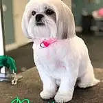 Dog, Carnivore, Dog Supply, Fawn, Dog breed, Companion dog, Shih Tzu, Toy Dog, Font, Furry friends, Photo Caption, Canidae, Magenta, Non-sporting Group, Photography