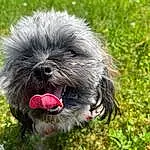 Dog, Carnivore, Grass, Companion dog, Liver, Toy Dog, Plant, Dog breed, Shih Tzu, Terrier, Water Dog, Working Animal, Small Terrier, Shih-poo, Canidae, Terrestrial Animal, Furry friends, Maltepoo, Dog Supply