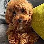 Brown, Dog, Dog breed, Carnivore, Liver, Companion dog, Snout, Working Animal, Furry friends, Toy Dog, Terrier, Yorkipoo, Maltepoo, Canidae, Small Terrier