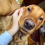 Dog, Dog breed, Carnivore, Jaw, Ear, Working Animal, Companion dog, Fawn, Whiskers, Liver, Snout, Pet Supply, Smile, Selfie, Gesture, Dog Supply, Collar, Wrist, Furry friends