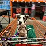 Dog, Dog Supply, Carnivore, Pet Supply, Dog breed, Collar, Working Animal, Fawn, Companion dog, Shopping Cart, City, Snout, Retail, Fun, Canidae, Shopping, Bookcase, Leash, Table