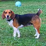 Dog, Carnivore, Dog breed, Companion dog, Grass, Scent Hound, Snout, Hound, Tail, Terrestrial Animal, Beaglier, Canidae, Beagle, Working Dog, Sharing, Hunting Dog, Beagle-harrier, Ancient Dog Breeds, Tire Care