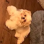Dog, Dog breed, Carnivore, Companion dog, Fawn, Toy Dog, Wood, Snout, Working Animal, Furry friends, Canidae, Maltepoo, Small Terrier, Hardwood, Non-sporting Group, Terrier