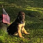 Dog, Plant, Dog breed, Carnivore, Flag, Grass, Companion dog, Flag Of The United States, People In Nature, Fawn, Grassland, Meadow, Snout, Tail, Lawn, Sunglasses, Working Animal, Terrestrial Animal, Canidae