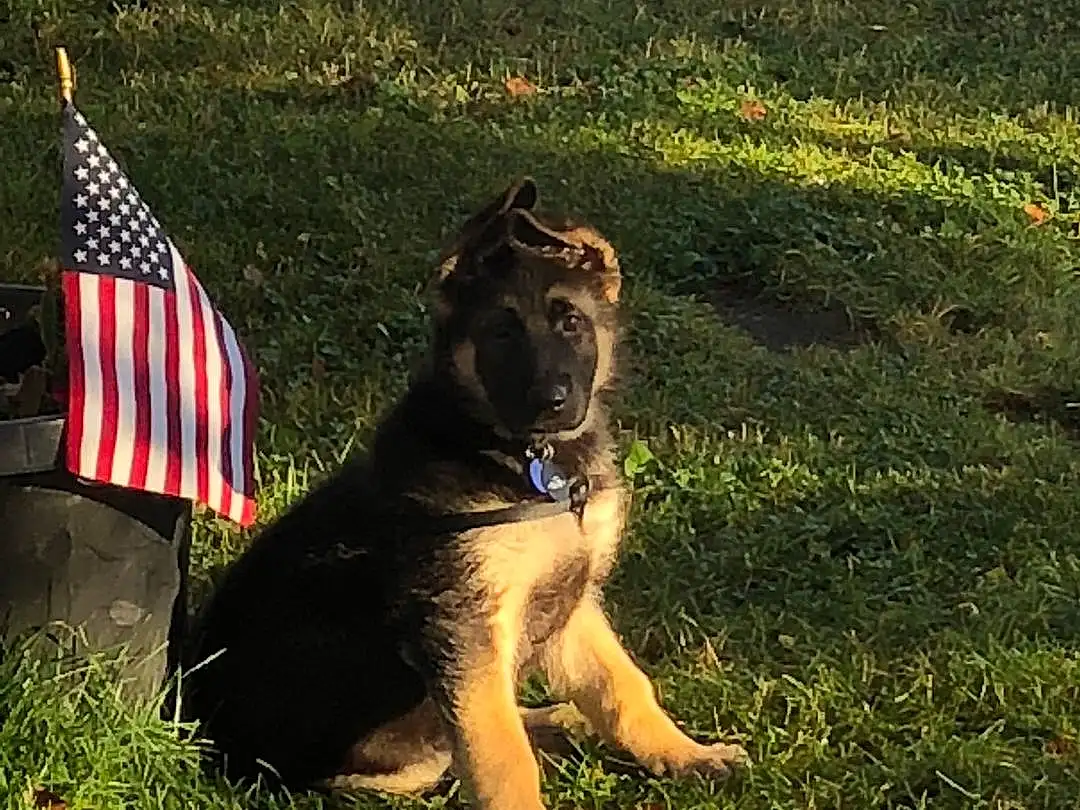 Dog, Plant, Dog breed, Carnivore, Flag, Grass, Companion dog, Flag Of The United States, People In Nature, Fawn, Grassland, Meadow, Snout, Tail, Lawn, Sunglasses, Working Animal, Terrestrial Animal, Canidae