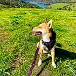 Dog, Plant, Sky, Mountain, Carnivore, Grass, Fawn, Dog breed, Grassland, Companion dog, Meadow, Recreation, Collar, Landscape, Hill, Pasture, Adventure, Working Animal, Tail, Natural Landscape
