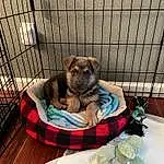 Dog, Dog Supply, Dog breed, Dog Crate, Carnivore, Pet Supply, Mesh, Fawn, Companion dog, Comfort, Dog Bed, Snout, Kennel, Animal Shelter, Service, Tartan, Cage, Canidae, Terrestrial Animal