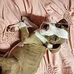 Dog, Carnivore, Felidae, Comfort, Ear, Dog breed, Small To Medium-sized Cats, Fawn, Companion dog, Whiskers, Working Animal, Snout, Toy Dog, Furry friends, Paw, Canidae, Linens, Nap, Collar