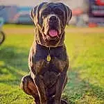 Dog, Dog breed, Plant, Carnivore, Grass, Fawn, Companion dog, Snout, Liver, Terrestrial Animal, Collar, Dog Collar, Molosser, Canidae, Grassland, Working Dog, Non-sporting Group, Ancient Dog Breeds, Wrinkle
