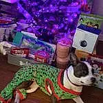 Christmas Tree, Dog, Light, Dog breed, Purple, Carnivore, Companion dog, Fawn, Dog Clothes, Dog Supply, Wood, Christmas Ornament, Snout, Tail, Event, Christmas Decoration, Working Animal, Holiday, Hardwood