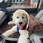 Dog, White, Vehicle, Car, Dog breed, Toy, Carnivore, Window, Seat Belt, Automotive Exterior, Vroom Vroom, Companion dog, Car Seat Cover, Vehicle Door, Snout, Collar, Auto Part, Car Seat, Stuffed Toy, Comfort