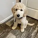 Dog, Dog breed, Carnivore, Wood, Fawn, Companion dog, Dog Supply, Toy, Dog Clothes, Toy Dog, Working Animal, Snout, Tail, Hardwood, Terrier, Stuffed Toy, Furry friends, Paw, Plank