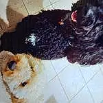 Dog, Water Dog, Toy, Carnivore, Dog breed, Companion dog, Snout, Beak, Liver, Tail, Wood, Pet Supply, Labradoodle, Canidae, Terrier, Furry friends, Wool, Toy Dog, Galliformes