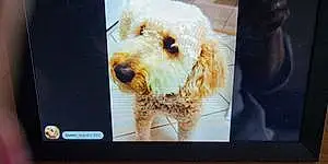 Name Goldendoodle Dog Arya