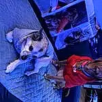 Blue, Purple, Dog, Hat, Carnivore, Companion dog, Electric Blue, Fun, Entertainment, Event, Pet Supply, Tree, Dog Supply, Plant, Leisure, T-shirt, Toy Dog, Performing Arts, Performance Art, Magenta