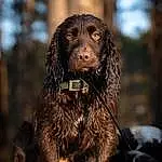 Brown, Dog, Dog breed, Liver, Carnivore, Companion dog, Fawn, Working Animal, Snout, Spaniel, Canidae, Furry friends, Wood, Gun Dog, Terrestrial Animal, Hunting Dog, Soil