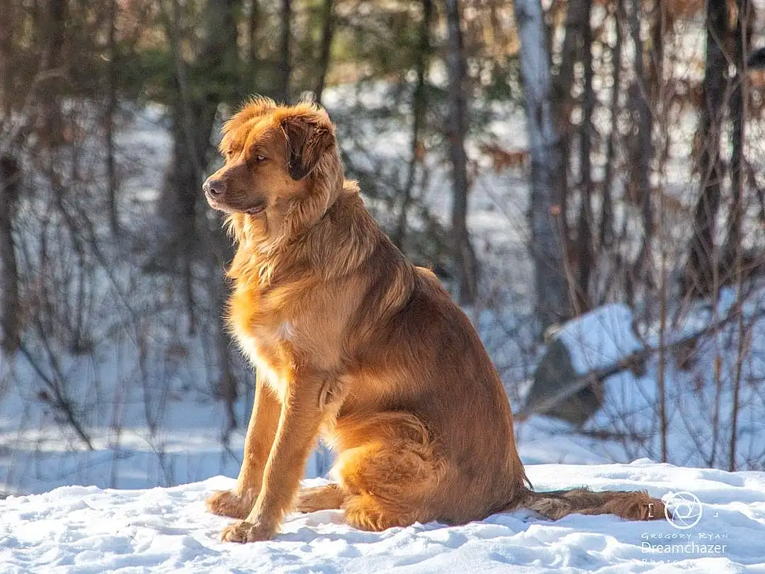 Dog, Snow, Tree, Carnivore, Dog breed, Fawn, Companion dog, Freezing, Plant, Snout, Tail, Winter, Terrestrial Animal, Retriever, Canidae, Working Dog, Furry friends, Dog Hiking