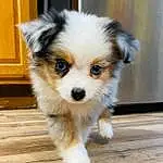Dog, Carnivore, Whiskers, Dog breed, Fawn, Companion dog, Toy Dog, Snout, Wood, Canidae, Door, Hardwood, Furry friends, Working Animal, Terrestrial Animal, Maltepoo, Puppy, Non-sporting Group