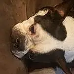 Dog, Dog breed, Carnivore, Window, Collar, Whiskers, Companion dog, Fawn, Ear, Working Animal, Snout, Boston Terrier, Terrestrial Animal, Canidae, Dog Collar, Furry friends, Paw, Non-sporting Group, Puppy