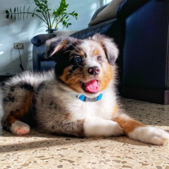 Dog, Plant, Dog breed, Carnivore, Whiskers, Companion dog, Fawn, Snout, Miniature Australian Shepherd, Paw, Furry friends, Terrestrial Animal, Herding Dog, Canidae, Working Dog, Ball, Street dog, Scotch Collie, Border Collie
