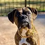 Dog, Carnivore, Dog breed, Collar, Fawn, Plant, Companion dog, Dog Collar, Snout, Whiskers, Fence, Boxer, Pet Supply, Liver, Mesh, Dog Supply, Wrinkle, Working Dog, Biting