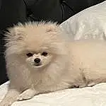 Dog, Carnivore, Dog breed, Companion dog, Toy Dog, Spitz, Working Animal, Furry friends, Volpino Italiano, Non-sporting Group