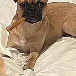 Dog, Dog breed, Carnivore, Pug, Comfort, Fawn, Companion dog, Whiskers, Wrinkle, Working Animal, Snout, Toy Dog, Canidae, Bulldog, Furry friends, Terrestrial Animal, Linens, Puppy, Non-sporting Group