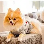 Dog, Carnivore, Fawn, Dog Supply, Dog breed, Whiskers, Companion dog, Spitz, Plant, German Spitz, Snout, Toy Dog, Furry friends, Polka Dot, Volpino Italiano, Happy, Working Animal