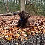 Brown, Dog, Plant, Leaf, Wood, Carnivore, Tree, Natural Landscape, Liver, Dog breed, Fawn, Groundcover, Grass, Terrestrial Animal, Trunk, Working Animal, Deciduous, Snout, Forest