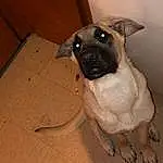 Dog, Pug, Carnivore, Fawn, Companion dog, Dog breed, Wood, Working Animal, Hardwood, Wrinkle, Canidae, Terrestrial Animal, Whiskers, Toy Dog, Non-sporting Group, Tail, Varnish