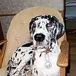 Dog, Dalmatian, Carnivore, Dog breed, Working Animal, Companion dog, Fawn, Snout, Canidae, Dog Collar, Furry friends, Great Dane, Dog Supply, Paw, Pet Supply, Working Dog, Puppy, Non-sporting Group, Collar