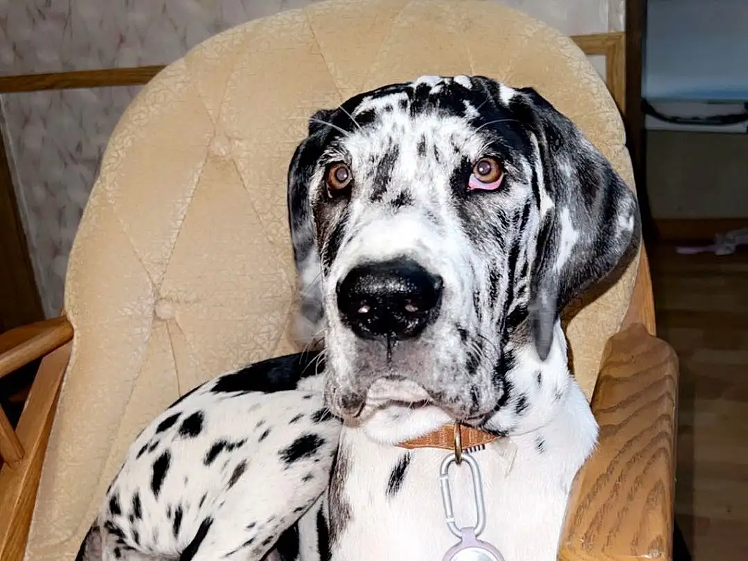 Dog, Dalmatian, Carnivore, Dog breed, Working Animal, Companion dog, Fawn, Snout, Canidae, Dog Collar, Furry friends, Great Dane, Dog Supply, Paw, Pet Supply, Working Dog, Puppy, Non-sporting Group, Collar