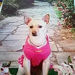 Dog, Plant, Dog breed, Carnivore, Pink, Dog Supply, Companion dog, Fawn, Dog Clothes, Snout, Toy Dog, Magenta, Grass, Canidae, Tail, Chihuahua, Toy, Pattern, Working Animal