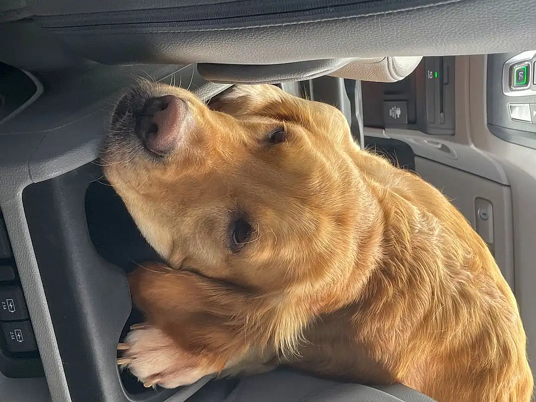 Dog, Dog breed, Carnivore, Car, Companion dog, Fawn, Vehicle Door, Whiskers, Working Animal, Liver, Snout, Automotive Mirror, Automotive Exterior, Car Seat, Vehicle, Furry friends, Canidae, Family Car, Windshield