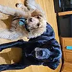 Dog, Dog breed, Carnivore, Dog Supply, Fawn, Companion dog, Dog Clothes, Tail, Toy Dog, Furry friends, Cabinetry, Electric Blue, Canidae, Wood, Working Animal, Comfort, Wing, Drawer, Feather