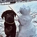 Snow, Dog, Snowman, Carnivore, Collar, Working Animal, Dog Collar, Dog breed, Freezing, Liver, Pet Supply, Winter, Companion dog, Tree, Precipitation, Event, Furry friends, Art, Black & White