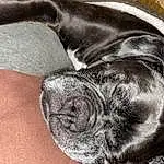 Dog, Dog breed, Carnivore, Comfort, Gesture, Grey, Fawn, Companion dog, Working Animal, Whiskers, Wrinkle, Tail, Snout, Wood, Liver, Foot, Human Leg, Paw, Canidae