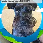 Dog, Carnivore, Dog breed, Liver, Font, Companion dog, Snout, Screenshot, Water Dog, Electric Blue, Canidae, Working Animal, Toy Dog, Terrier, Graphics, Rectangle, Logo, Small Terrier