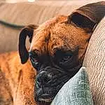 Dog, Dog breed, Carnivore, Boxer, Companion dog, Fawn, Wrinkle, Whiskers, Ear, Snout, Bored, Terrestrial Animal, Working Animal, Canidae, Comfort, Biting, Molosser, Liver, Working Dog