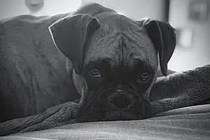 Boxer Dog Simon