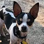 Dog, Carnivore, Dog breed, Collar, Fawn, Companion dog, Working Animal, Snout, Dog Collar, Toy Dog, Boston Terrier, Canidae, Dog Supply, Whiskers, Terrier, Non-sporting Group, Furry friends, Window