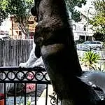 Plant, Tree, Window, Carnivore, Fence, Snout, Sculpture, American Black Bear, Art, Felidae, Tail, Dog breed, Trunk, Furry friends, Small To Medium-sized Cats, Brown Bear, Metal, Monument, Whiskers