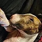 Hand, Dog, Ear, Carnivore, Gesture, Dog breed, Comfort, Companion dog, Whiskers, Nail, Working Animal, Snout, Collar, Wrinkle, Elbow, Terrestrial Animal, Furry friends, Paw, Thumb, Wrist