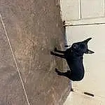 Dog, Carnivore, Grey, Dog breed, Tints And Shades, Pet Supply, Snout, Road Surface, Tail, Wood, Dog Collar, Concrete, Working Animal, Collar, Shadow, Leash, Carmine