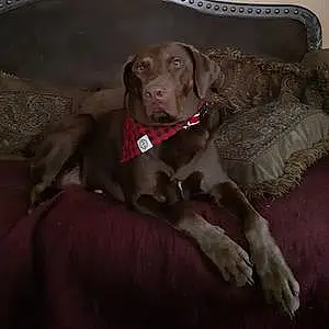 Name Labrador Retriever Dog Flash